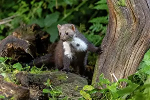 France Prints: RF - Beech marten (Martes foina) peering put from behind a tree stump in the undergrowth