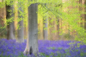 Asparagaceae Gallery: RF - Beech trees (Fagus sylvatica) and english bluebells (Hyacinthoides non-scripta)