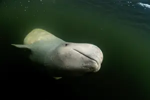 Arctic Ocean Prints: RF - Beluga whale (Delphinapterus leucas) underwater