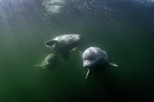 Arctic Ocean Prints: RF - Beluga whales (Delphinapterus leucas) swimming in sun rays underwater