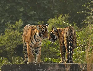 Siblings Prints: RF - Bengal tiger (Panthera tigris) cubs age 10 months, Ranthambhore