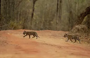Track Prints: RF - Two Bengal tiger (Panthera tigris tigris) cubs crossing forest track