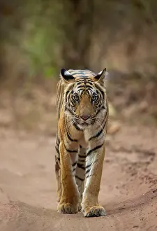 Tigress Prints: RF - Bengal tiger (Panthera tigris tigris) female