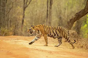 Tigress Prints: RF - Bengal tiger (Panthera tigris tigris) female