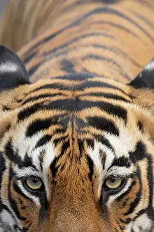Panthera Prints: RF - Bengal tiger (Panthera tigris tigris) portrait
