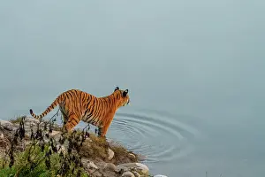 Panthera Prints: RF - Bengal tiger (Panthera tigris tigris) standing at edge of river