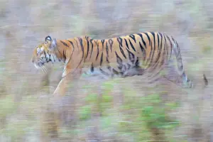 Blurred Movement Prints: RF - Bengal tiger (Panthera tigris tigris) walking through vegetation