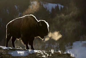 American Bison Gallery: RF - Bison (Bison bison) breathing in the cold air, Yellowstone National Park, USA
