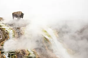 RF- Bison (Bison bison) standing in steam from geothermal springs. Yellowstone National Park