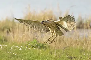 Botaurinae Prints: RF - Bittern (Botaurus stellaris) landing on grass