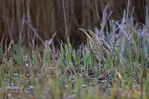 Reeds Prints: RF - Bittern (Botaurus stellaris) standing among reeds at water's edge