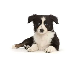 Pastoral Dog Prints: RF - Black-and-white Miniature American Shepherd puppy