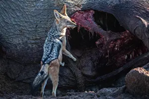 Rear View Prints: RF - Black-backed jackal (Canis mesomelas) scavenging on Elephant (Loxodonta africana) carcass
