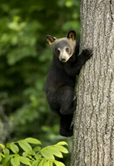 Images Dated 22nd June 2017: RF - Black bear cub (Ursus americanus) climbing a tree, Minnesota, USA, June