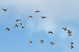 Low Angle View Prints: RF - Black-bellied sandgrouse (Pterocles orientalis) flock flying overhead