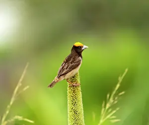 Cultivated Prints: RF - Black breasted weaver (Ploceus benghalensis) male in breeding plumage