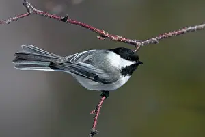 RF - Black-capped chickadee (Poecile atricapillus) perched on a Paper birch (Betula papyrifera) branch, Acadia National Park, Maine, USA. March