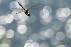 Natural Light Prints: RF - Black darter dragonfly (Sympetrum danae) juvenile male in flight over water