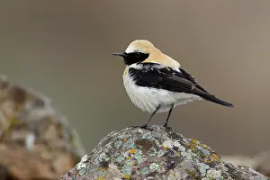 Chat Thrush Prints: RF - Black-eared wheatear (Oenanthe hispanica) male