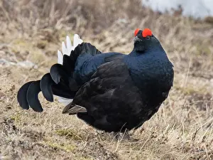 Lapland Prints: RF - Black grouse (Lyrurus tetrix) male