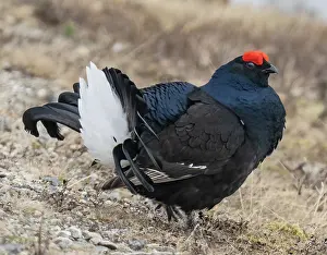 Lapland Prints: RF - Black grouse (Lyrurus tetrix) male