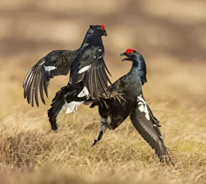 Images Dated 9th April 2017: RF - Black Grouse (Tetrao tetrix), two males fighting on lek, Scotland, UK.April