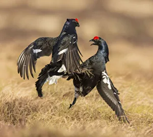 RF - Black Grouse (Tetrao tetrix), two males fighting on lek, Scotland, UK. April