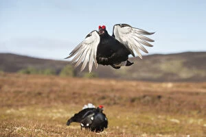 2019 August Highlights Gallery: RF - Black Grouse (Tetrao tetrix) male peforming flutter jump display on lek, Cairngorms