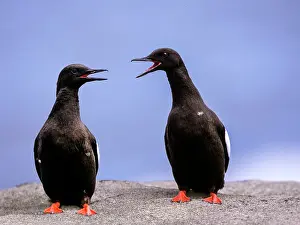 Shetland Prints: RF - Two Black guillemots (Cepphus grylle) perched side by side