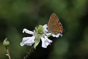 Papilionoidea Prints: RF - Black hairstreak (Satyrium pruni) nectaring on flower
