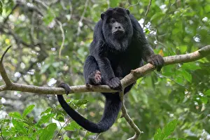 Monkey Prints: RF - Black howler monkey (Alouatta caraya) male