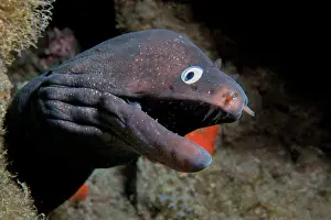 Scary Prints: RF - Black moray (Muraena augusti) emerging from rock crevice