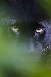 2018 August Highlights Prints: RF - Black panther / melanistic Leopard (Panthera pardus) peering through leaves, captive