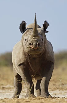 Rf17q1 Gallery: RF- Black rhinoceros (Diceros bicornis) looking threatening, Etosha National Park, Namibia, June