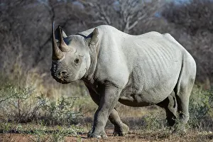 Private Reserve Prints: RF - Black rhinoceros (Diceros bicornis) female