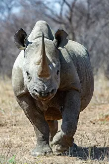 Hook Lipped Rhinoceros Prints: RF - Black rhinoceros (Diceros bicornis) female