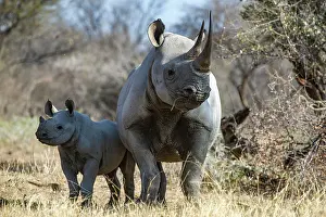 Private Reserve Prints: RF - Black rhinoceros (Diceros bicornis) female and calf