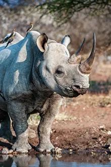 Private Reserve Prints: RF - Black rhinoceros (Diceros bicornis) female with three Red-billed oxpeckers (Buphagus erythrorynchus)