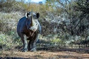 Marakele Np Prints: RF - Black rhinoceros (Diceros bicornis) male