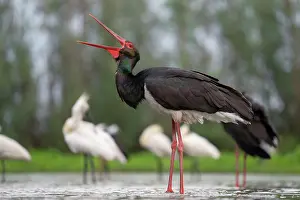 Ciconiidae Prints: RF - Black stork (Ciconia nigra)