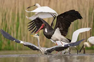 Ciconiidae Prints: RF - Black stork (Ciconia nigra) chasing off a Grey heron (Ardea cinerea)