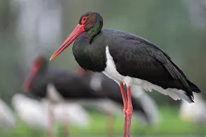 Ciconiidae Prints: RF - Black stork (Ciconia nigra) portrait