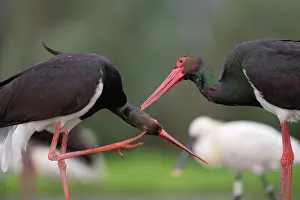 Ciconiidae Prints: RF - Two Black storks (Ciconia nigra) portrait