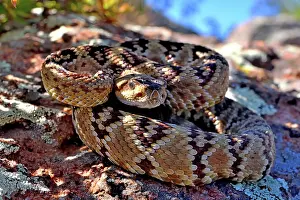 Animal Markings Prints: RF - Black-tailed rattlesnake (Crotalus molossus) juvenile