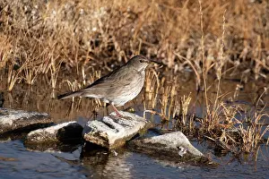 True Thrush Prints: RF - Black-throated thrush (Turdus atrogularis) female