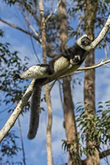 Images Dated 24th August 2017: RF- Black and white ruffed lemur (Varecia variegata variegata) sunbathing in the early morning