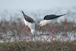 Recurvirostridae Prints: RF - Black-winged stilts ( Himantopus himantopus) pair searching for a potential nesting site