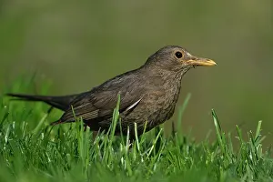True Thrush Prints: RF- Blackbird (Turdus merula) female