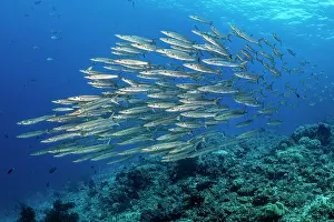Misool Prints: RF - Blackfinl barracuda (Sphyraena qenie) school swimming over coral reef