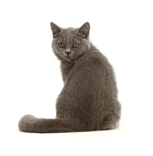 Kitten Prints: RF - Blue British Shorthair kitten, looking over shoulder